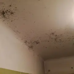 Pleśń na suficie w łazience: Usuń i zapobiegnij raz na zawsze!